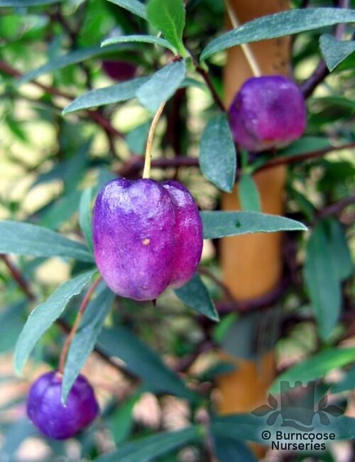 BILLARDIERA longiflora  