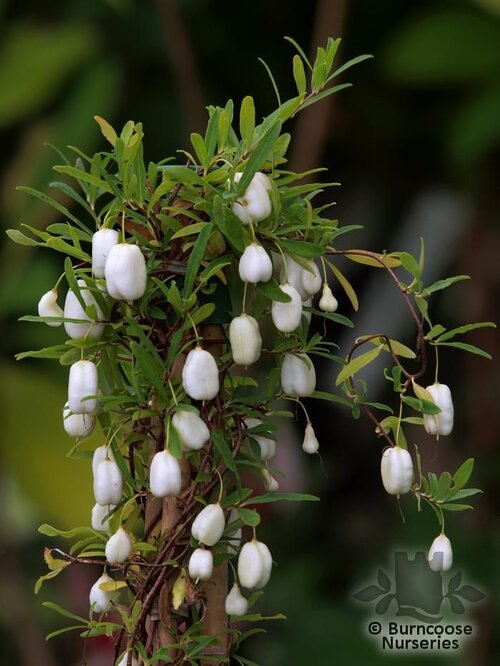 BILLARDIERA   