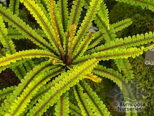 HARDY FERNS Blechnum fluviatile 
