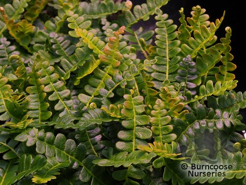 HARDY FERNS Blechnum penna-marina 