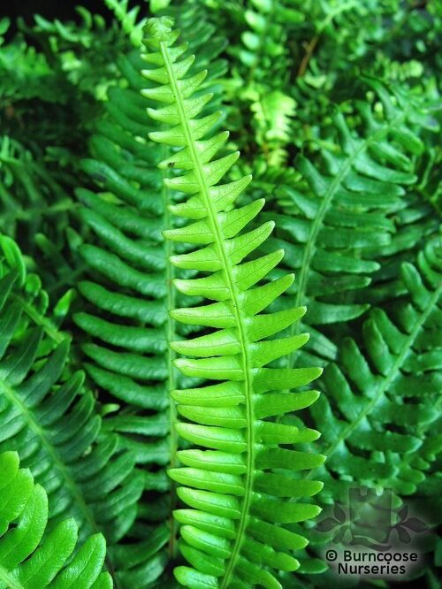 HARDY FERNS Blechnum spicant 