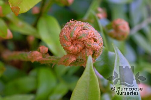 HARDY FERNS Blechnum tabulare 