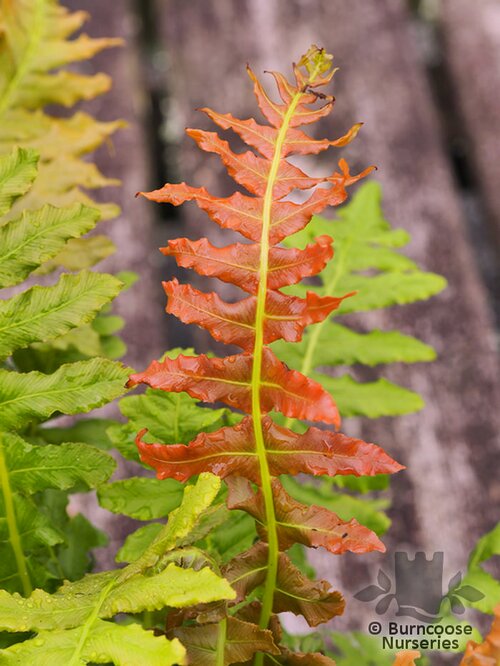 HARDY FERNS Blechnum brasiliense 'Volcano'