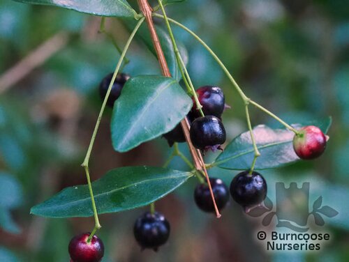 BLEPHAROCALYX   