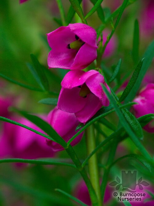 BORONIA   