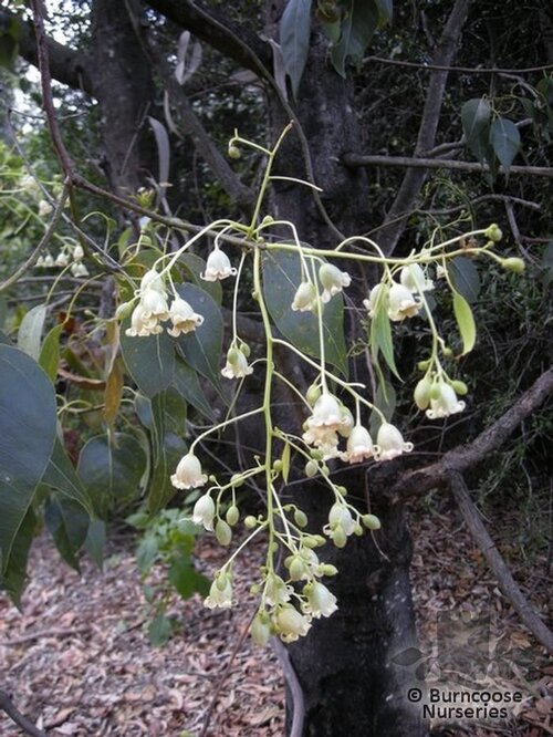 BRACHYCHITON populneus  