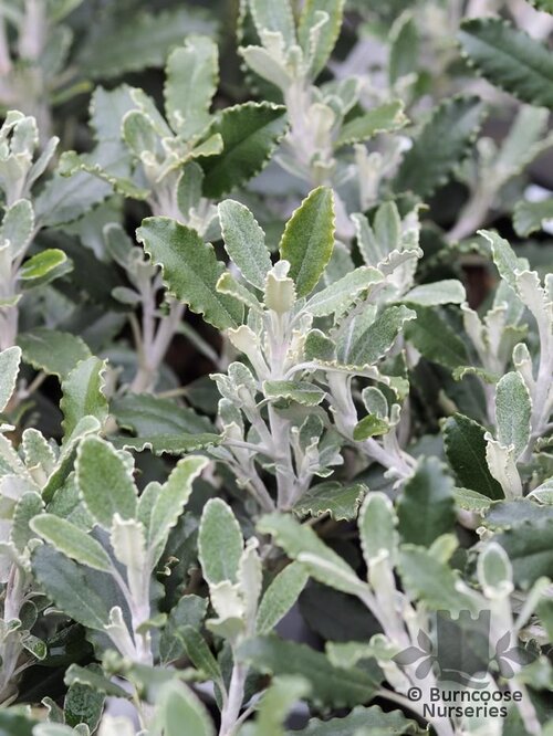 BRACHYGLOTTIS monroi  