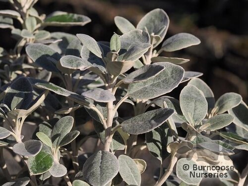 BRACHYGLOTTIS   