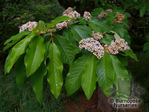 BROUSSONETIA   