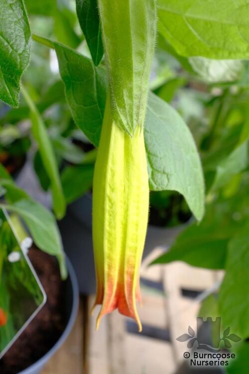 BRUGMANSIA orange  