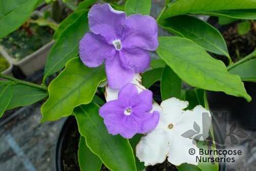 BRUNFELSIA pauciflora  