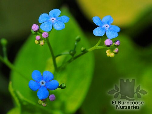 BRUNNERA macrophylla 'Diane's Gold' 