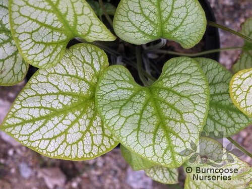 BRUNNERA   