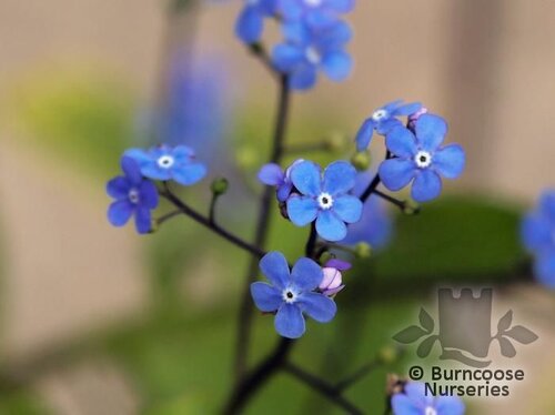 BRUNNERA macrophylla  