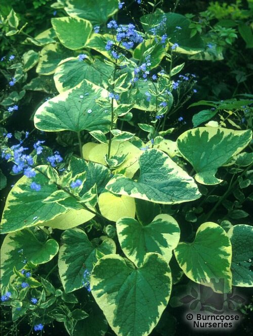 BRUNNERA macrophylla 'Hadspen Cream' 