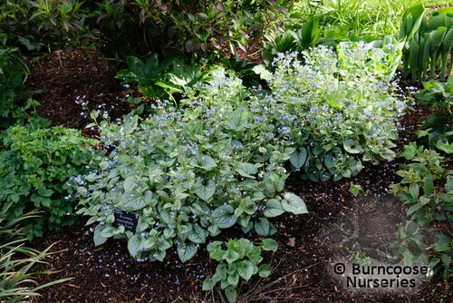 BRUNNERA macrophylla 'Jack Frost' 