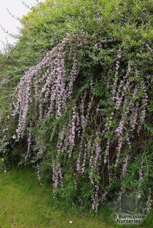 BUDDLEJA alternifolia  