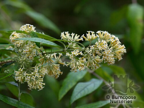 BUDDLEJA auriculata  