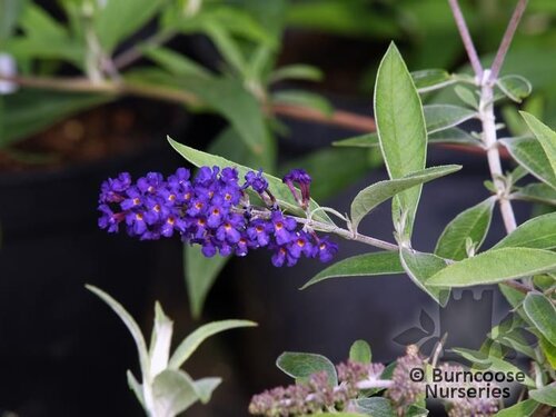 BUDDLEJA davidii 'Adonis Blue' 