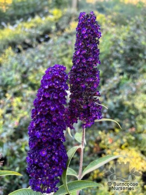 BUDDLEJA davidii 'Black Knight' 