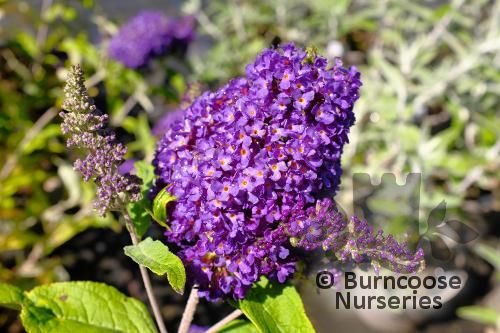 BUDDLEJA davidii Buzz Midnight 