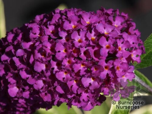BUDDLEJA davidii 'Harlequin' 
