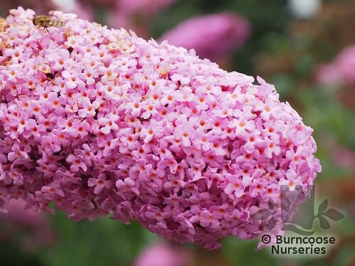 BUDDLEJA davidii 'Pink Delight' 