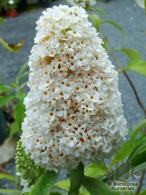 BUDDLEJA davidii 'White Profusion' 
