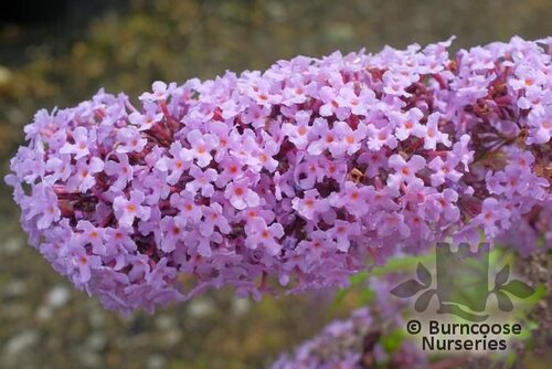 BUDDLEJA davidii 'Wisteria Lane' 