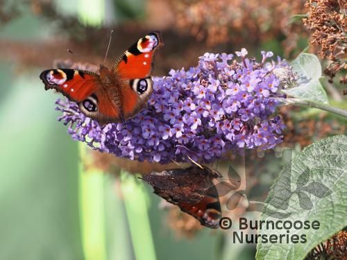 BUDDLEJA davidii 'Empire Blue' 