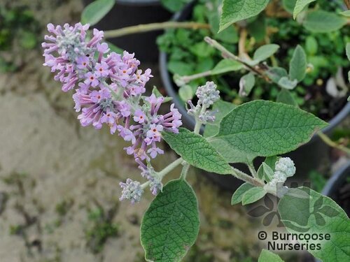 BUDDLEJA farreri  