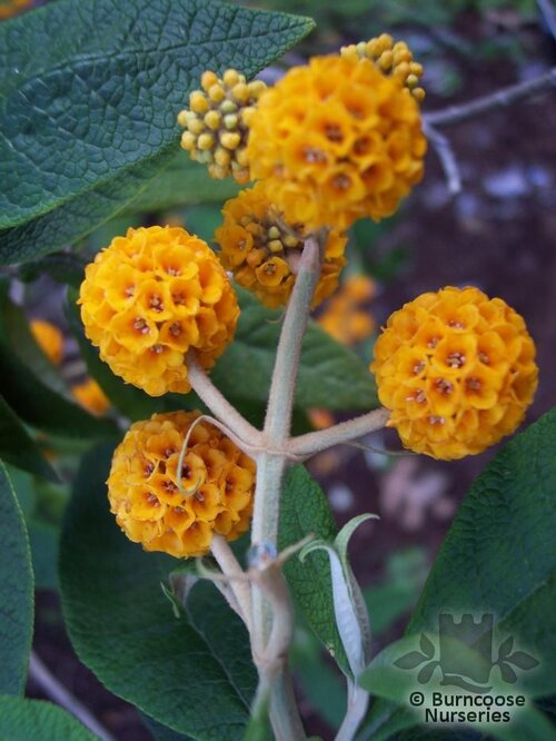 BUDDLEJA globosa  