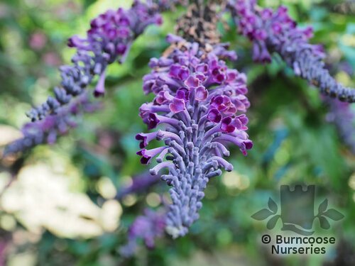 BUDDLEJA lindleyana  