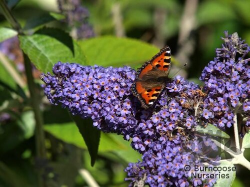BUDDLEJA 'Lochinch'  