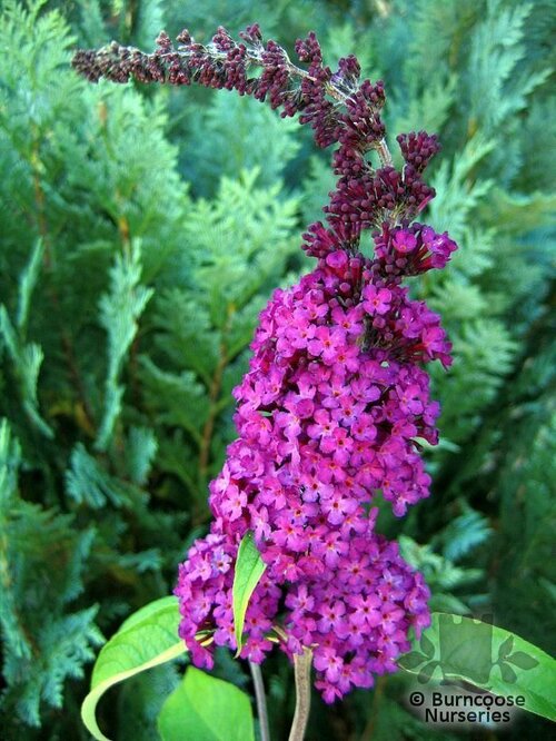 BUDDLEJA   