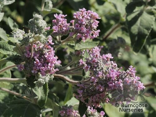 BUDDLEJA salvifolia  