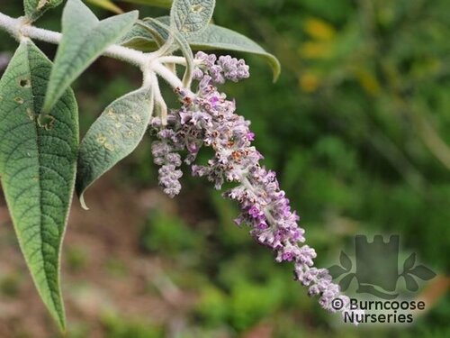 BUDDLEJA stenostachya  