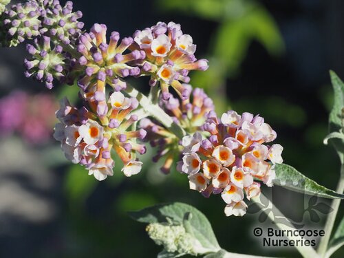 BUDDLEJA x weyeriana 'Moonlight' 