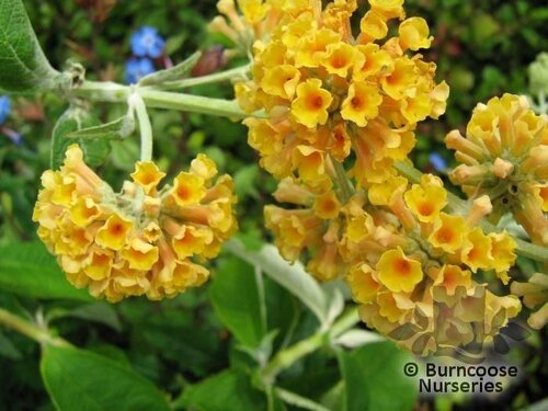 BUDDLEJA x weyeriana 'Sungold' 