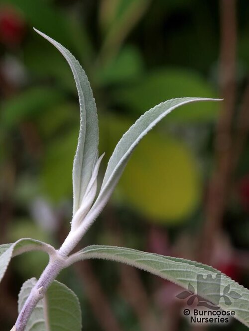 BUDDLEJA yunnanensis  