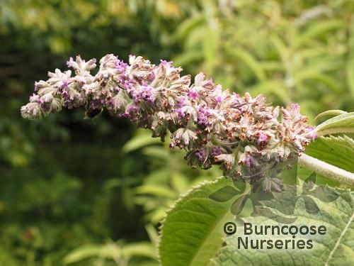 BUDDLEJA yunnanensis  
