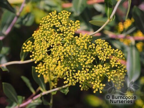 BUPLEURUM fruticosum  