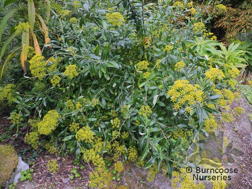 BUPLEURUM   