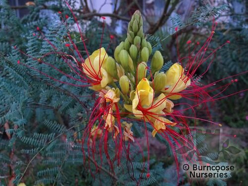 CAESALPINIA gilliesii  