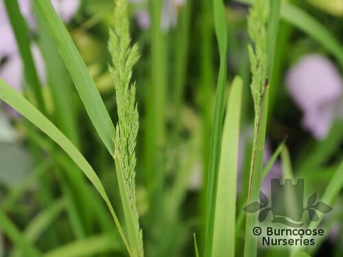CALAMAGROSTIS   