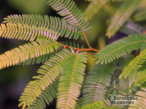 CALLIANDRA   