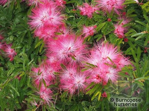 CALLIANDRA surinamensis  