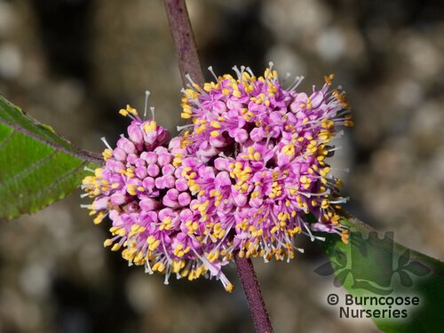 CALLICARPA bodinieri var giraldii 'Profusion'