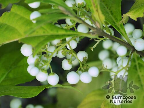 CALLICARPA japonica 'Leucocarpa'  