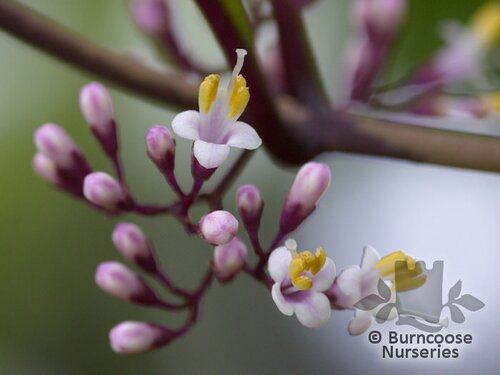 CALLICARPA kwangtungensis  